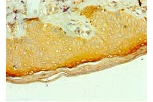 Immunohistochemistry of paraffin-embedded human skin tissue using ABIN7159246 at dilution of 1:100