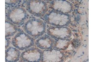 IHC-P analysis of Rat Stomach Tissue, with DAB staining. (LPO anticorps  (AA 351-589))