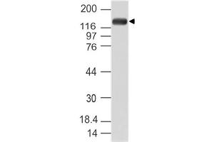 Image no. 1 for anti-Period Homolog 1 (Drosophila) (PER1) (AA 1000-1200) antibody (ABIN5027436) (PER1 anticorps  (AA 1000-1200))