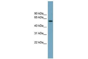 MNS1 antibody used at 1 ug/ml to detect target protein. (MNS1 anticorps  (Middle Region))