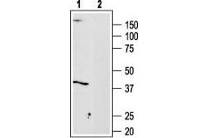 Western blot analysis of Malme-3M cell lysate: - 1. (Adenosine A3 Receptor anticorps  (3rd Intracellular Loop))