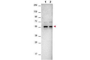 Western Blot of Mouse anti-AKT antibody.