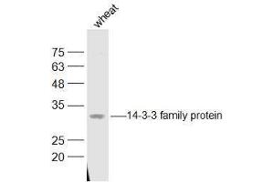 Wheat lysates probed with 14-3-3 family protein Polyclonal Antibody, Unconjugated  at 1:500 dilution and 4˚C overnight incubation. (LOC543565 anticorps  (AA 151-261))