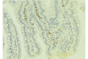 ABIN6279081 at 1/100 staining Mouse colon tissue by IHC-P. (ADAMDEC1 anticorps  (C-Term))