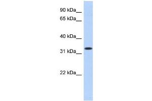 WB Suggested Anti-MPPED2 Antibody Titration:  0. (MPPED2 anticorps  (N-Term))
