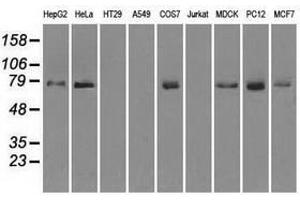 Image no. 2 for anti-Fermitin Family Member 2 (FERMT2) antibody (ABIN1499050) (FERMT2 anticorps)