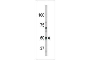 Western blot analysis of anti-Pael-R (GPR37) Pab (ABIN390379 and ABIN2840781) in mouse brain tissue lysate.