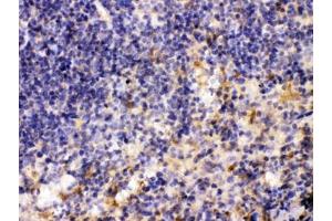 IHC testing of FFPE mouse spleen tissue with MMP11 antibody at 1ug/ml.