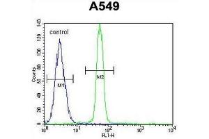 CREB1 Antibody (Center) flow cytometric analysis of A549 cells (right histogram) compared to a negative control cell (left histogram). (CREB1 anticorps  (Middle Region))