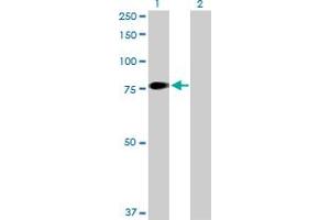 Western Blot analysis of F11 expression in transfected 293T cell line by F11 MaxPab polyclonal antibody. (Factor XI anticorps  (AA 1-625))
