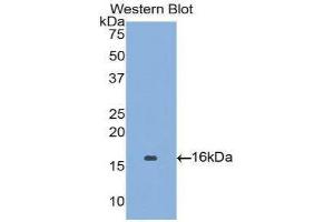 Western Blotting (WB) image for anti-Angiopoietin 2 (ANGPT2) (AA 1-123) antibody (ABIN3209765) (Angiopoietin 2 anticorps  (AA 1-123))
