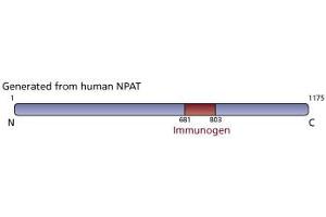 Image no. 3 for anti-Nuclear Protein, Ataxia-Telangiectasia Locus (NPAT) (AA 681-803) antibody (ABIN968484) (NPAT anticorps  (AA 681-803))