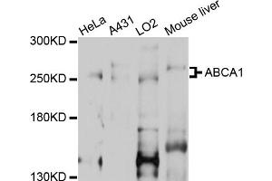 Western blot analysis of extracts of various cell lines, using ABCA1 antibody (ABIN2559750) at 1:1000 dilution. (ABCA1 anticorps)