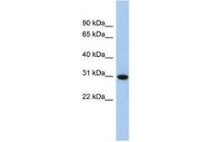 Image no. 1 for anti-Transmembrane Emp24 Protein Transport Domain Containing 8 (TMED8) (C-Term) antibody (ABIN6743955) (TMED8 anticorps  (C-Term))