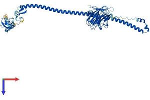 AlphaFold protein structure predicition of Mouse Recombinant Trim21 Protein, UniprotID Q62191