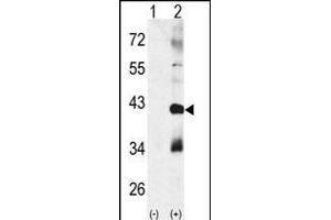 Western blot analysis of CTDSP1 (arrow) using rabbit polyclonal p38 beta Antibody (Center) (ABIN391731 and ABIN2837973). (MAPK11 anticorps  (AA 133-161))