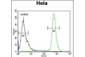 HS3ST2 Antibody (C-term) (ABIN653466 and ABIN2842892) flow cytometric analysis of Hela cells (right histogram) compared to a negative control cell (left histogram).