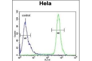 HS3ST2 Antibody (C-term) (ABIN653466 and ABIN2842892) flow cytometric analysis of Hela cells (right histogram) compared to a negative control cell (left histogram). (HS3ST2 anticorps  (C-Term))