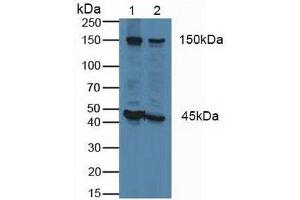 Figure. (FLII anticorps  (AA 896-1176))