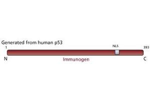 Image no. 1 for anti-Tumor Protein P53 (TP53) antibody (ABIN967457) (p53 anticorps)