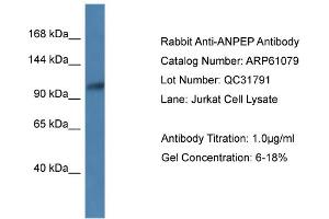 Western Blotting (WB) image for anti-Alanyl (Membrane) Aminopeptidase (ANPEP) (N-Term) antibody (ABIN2788665) (CD13 anticorps  (N-Term))