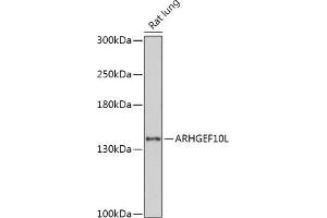 Western blot analysis of extracts of Rat lung, using L antibody (ABIN7269967) at 1:1000 dilution. (ARHGEF10L anticorps  (AA 1120-1230))