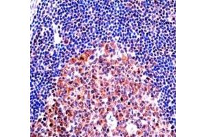 MCM4 antibody immunohistochemistry analysis in formalin fixed and paraffin embedded human tonsil tissue.