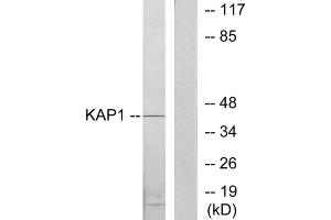 Western blot analysis of extracts from COLO205 cells, using KAP1 antibody. (KAP1 anticorps  (Internal Region))