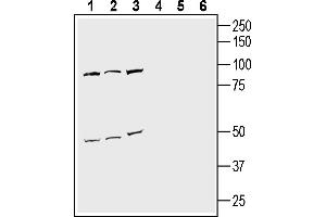 Western blot analysis of mouse Neuro-2a neuroblastoma cell line lysate (lanes 1 and 4), human SH-SY5Y neuroblastoma cell line lysate (lanes 2 and 5) and human  monocytic leukemia cell line lysate (lanes 3 and 6):1-3. (NPFFR2 anticorps  (Extracellular))