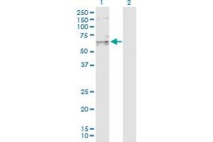 Western Blot analysis of SENP3 expression in transfected 293T cell line by SENP3 MaxPab polyclonal antibody.