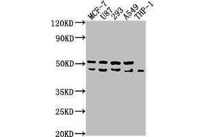 Western Blot Positive WB detected in: MCF-7 whole cell lysate, U87 whole cell lysate, 293 whole cell lysate, A549 whole cell lysate, THP-1 whole cell lysate All lanes: WDR73 antibody at 1:1000 Secondary Goat polyclonal to rabbit IgG at 1/50000 dilution Predicted band size: 42 kDa Observed band size: 42 kDa (WDR73 anticorps  (AA 163-366))