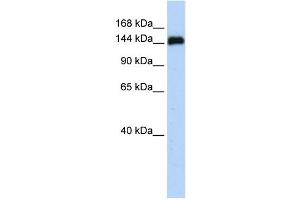 WB Suggested Anti-KIAA0182 Antibody Titration: 0. (GSE1/KIAA0182 anticorps  (N-Term))