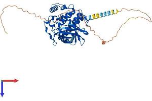 AlphaFold protein structure predicition of Human Recombinant CSNK1D Protein, UniprotID P48730
