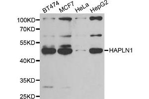 Western blot analysis of extracts of various cell lines, using HAPLN1 antibody. (HAPLN1 anticorps)