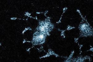 Immunofluorescent staining of PC12 cells with anti-JNK/SAPK1 antibody.