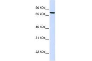 Image no. 1 for anti-SET Domain, Bifurcated 2 (SETDB2) (AA 71-120) antibody (ABIN6743503) (SETDB2 anticorps  (AA 71-120))