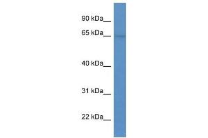 Western Blot showing SYTL1 antibody used at a concentration of 1-2 ug/ml to detect its target protein.