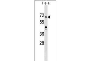 ZNF280B Antibody (N-term) (ABIN1539494 and ABIN2849389) western blot analysis in Hela cell line lysates (35 μg/lane). (ZNF280B anticorps  (N-Term))