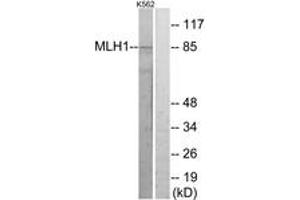 Western blot analysis of extracts from K562 cells, using MLH1 Antibody. (MLH1 anticorps  (AA 441-490))