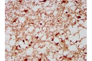 IHC image of ABIN7157716 diluted at 1:300 and staining in paraffin-embedded human brain tissue performed on a Leica BondTM system.