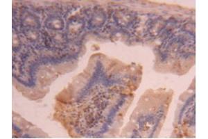 IHC-P analysis of Mouse Intestine Tissue, with DAB staining. (CPB2 anticorps  (AA 187-327))