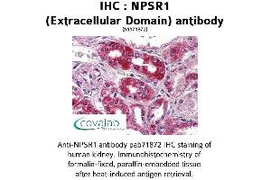 Image no. 1 for anti-Neuropeptide S Receptor 1 (NPSR1) (2nd Extracellular Domain) antibody (ABIN1737479)