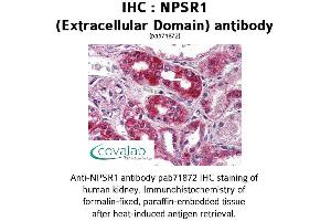 Image no. 1 for anti-Neuropeptide S Receptor 1 (NPSR1) (2nd Extracellular Domain) antibody (ABIN1737479) (NPSR1 anticorps  (2nd Extracellular Domain))