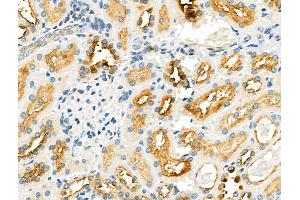 ABIN6258426 and ABIN6275705 at 1/100 staining Rat kidney tissue by IHC-P. (ZP1 anticorps  (Internal Region))