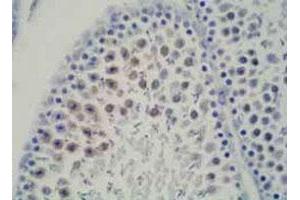 Immunohistochemical satining of rat testis tissue with DDX39 monoclonal antibody, clone 2E4 . (DDX39 anticorps  (N-Term))