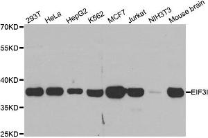Western blot analysis of extracts of various cell lines, using EIF3I antibody.