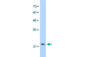 Western Blot analysis of HepG2 cell lysate with DLX2 polyclonal antibody  at 2. (DLX2 anticorps  (C-Term))