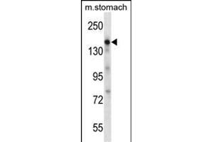 EGF Antibody (Center)  western blot analysis in mouse stomach tissue lysates (35 μg/lane). (EGF anticorps  (Center))