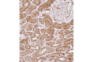Immunohistochemical analysis of B on paraffin-embedded Human kidney tissue. (WDR41 anticorps  (C-Term))