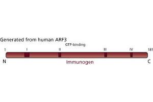 Image no. 2 for anti-ADP-Ribosylation Factor 3 (ARF3) (AA 1-181) antibody (ABIN968175)